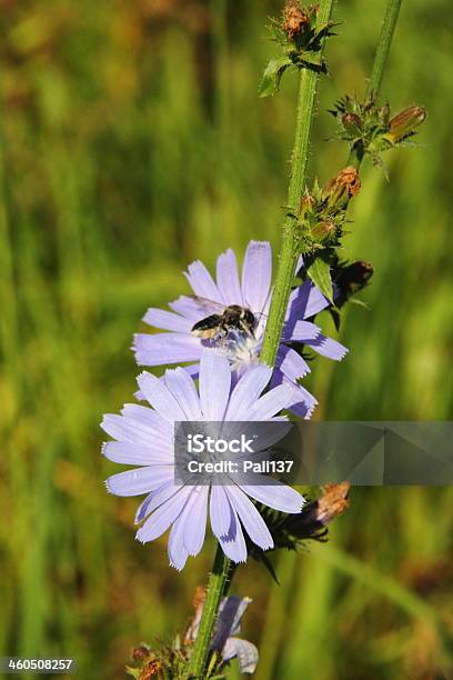 Chicory Flower Stock Photo - Download Image Now - Agricultural Field, Animal Body Part, Animal Head