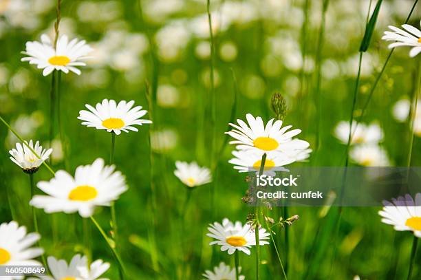 Daisies In Spring — стоковые фотографии и другие картинки Астровые - Астровые, Без людей, Белый