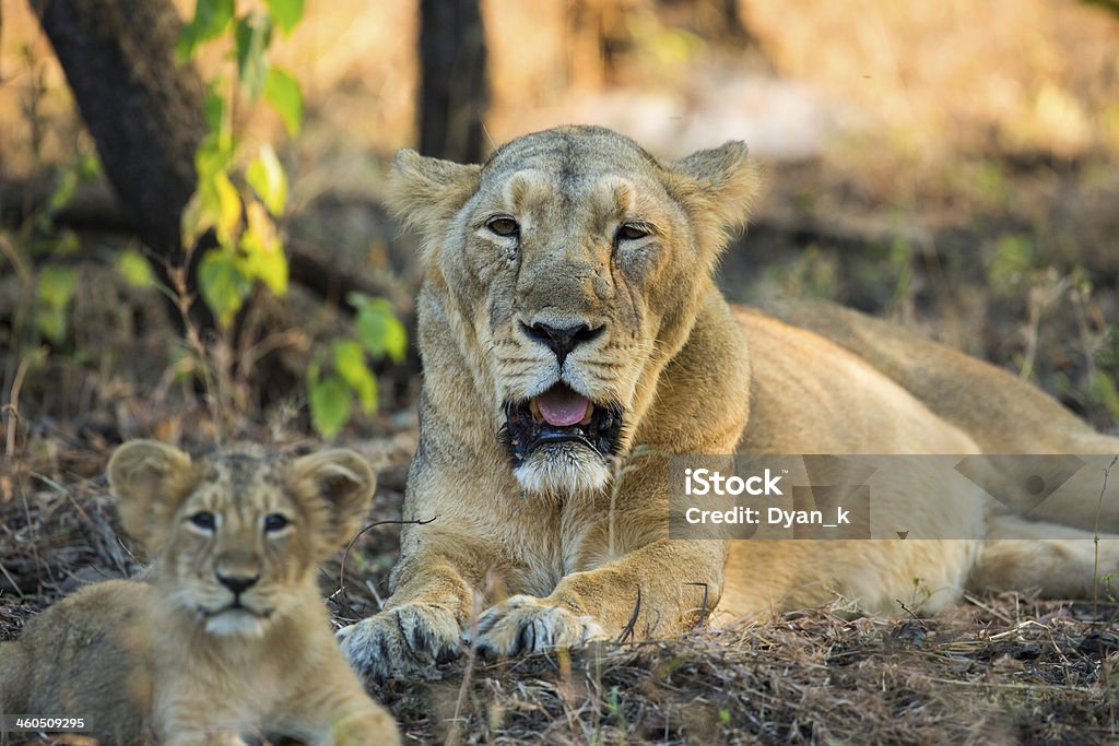 Lioness and Cub Asiatic Lioness and Cub Asian Lion Stock Photo