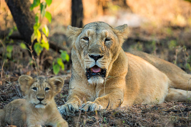 Lioness and Cub Asiatic Lioness and Cub gir forest national park stock pictures, royalty-free photos & images