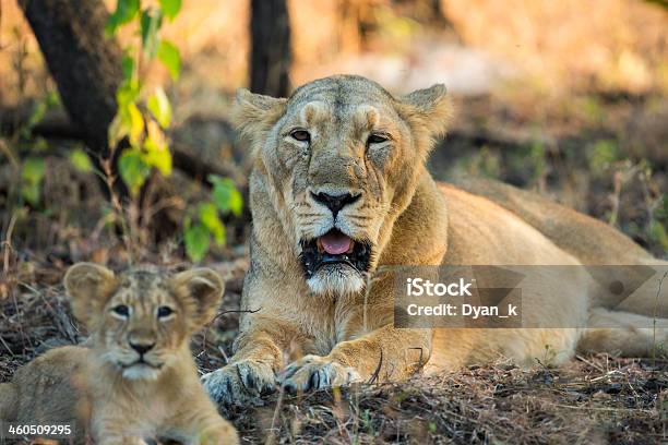 Lioness And Cub Stock Photo - Download Image Now - Asian Lion, India, Gir Forest National Park