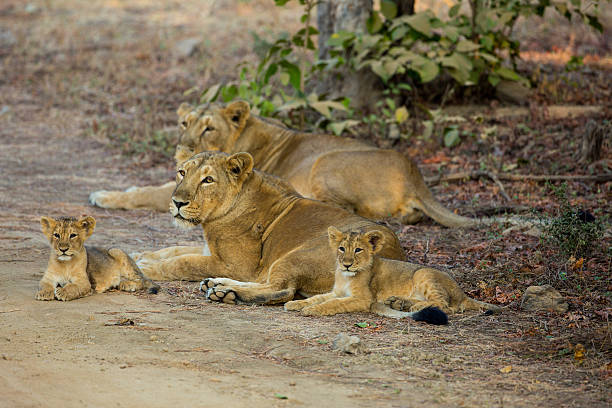Asiatic Lion Pride Small pride of Asiatic Lions (Leo Persica) gir forest national park stock pictures, royalty-free photos & images