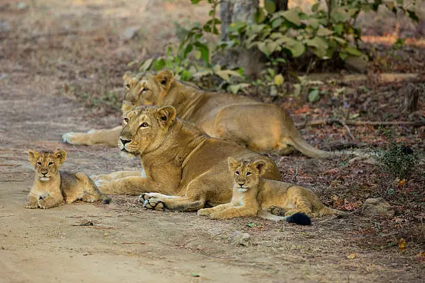 Small pride of Asiatic Lions (Leo Persica)