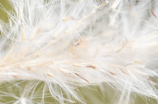 istock Spider in green nature background 460513743