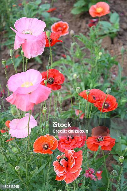 Poppies - Fotografie stock e altre immagini di Agricoltura - Agricoltura, Ambientazione esterna, Bellezza