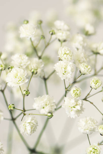 istock white flower gypsophila. 460517401