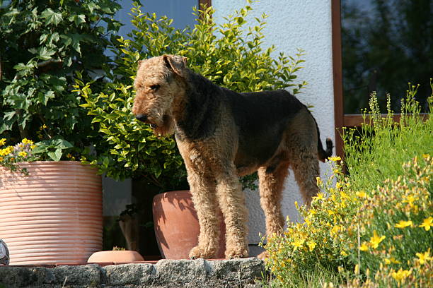 airedaleterrier - aredale stock-fotos und bilder