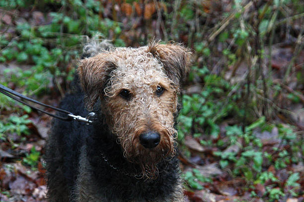 airedaleterrier - aredale stock-fotos und bilder