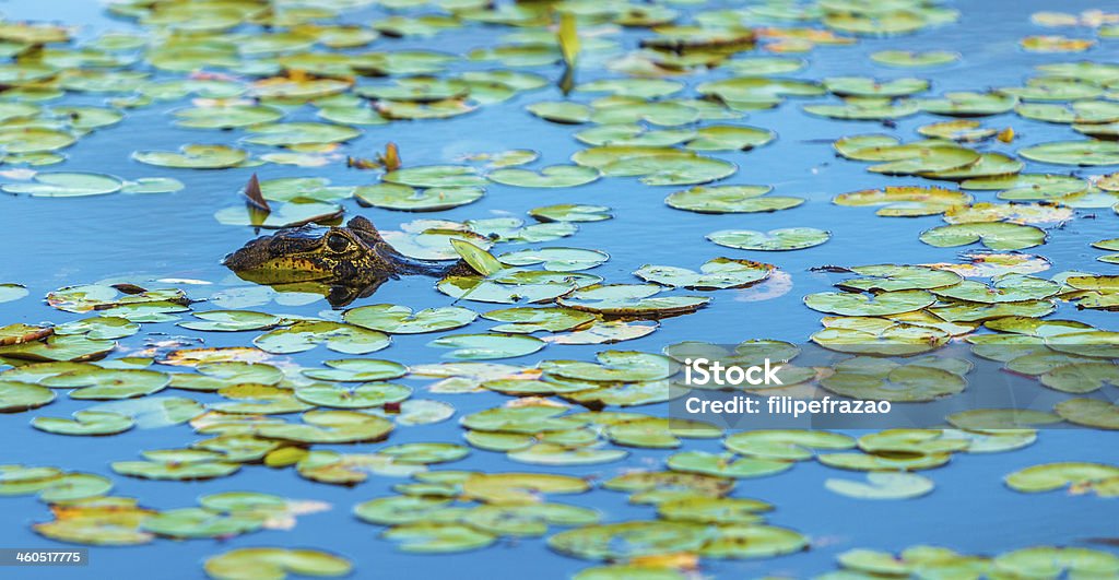 Fantástico Crocodilo selvagem no Pantanal, Brasil (Rio - Royalty-free América do Sul Foto de stock