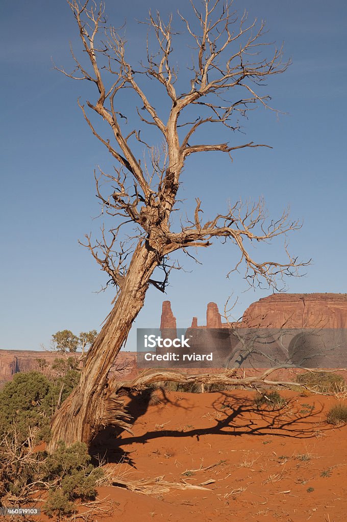 Valle del Monumento - Foto stock royalty-free di Albero