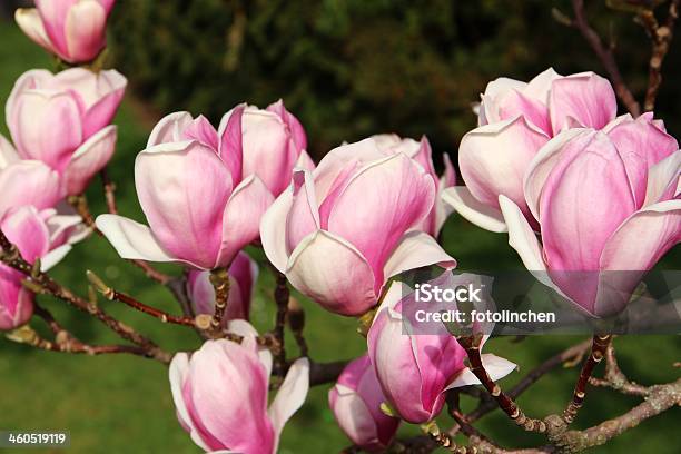 Magnolia Baum Stockfoto und mehr Bilder von Tulpenmagnolie - Tulpenmagnolie, Baum, Ast - Pflanzenbestandteil