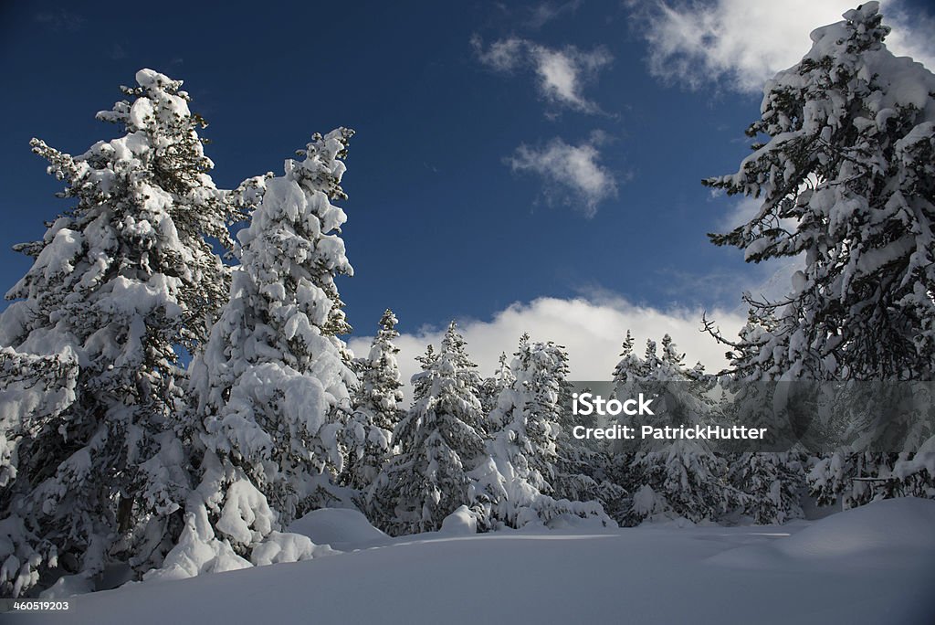 Maloja engadina - Foto de stock de Abeto libre de derechos