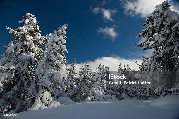 Maloja Engadina Foto de stock y más banco de imágenes de Abeto - Abeto, Aire libre, Bosque