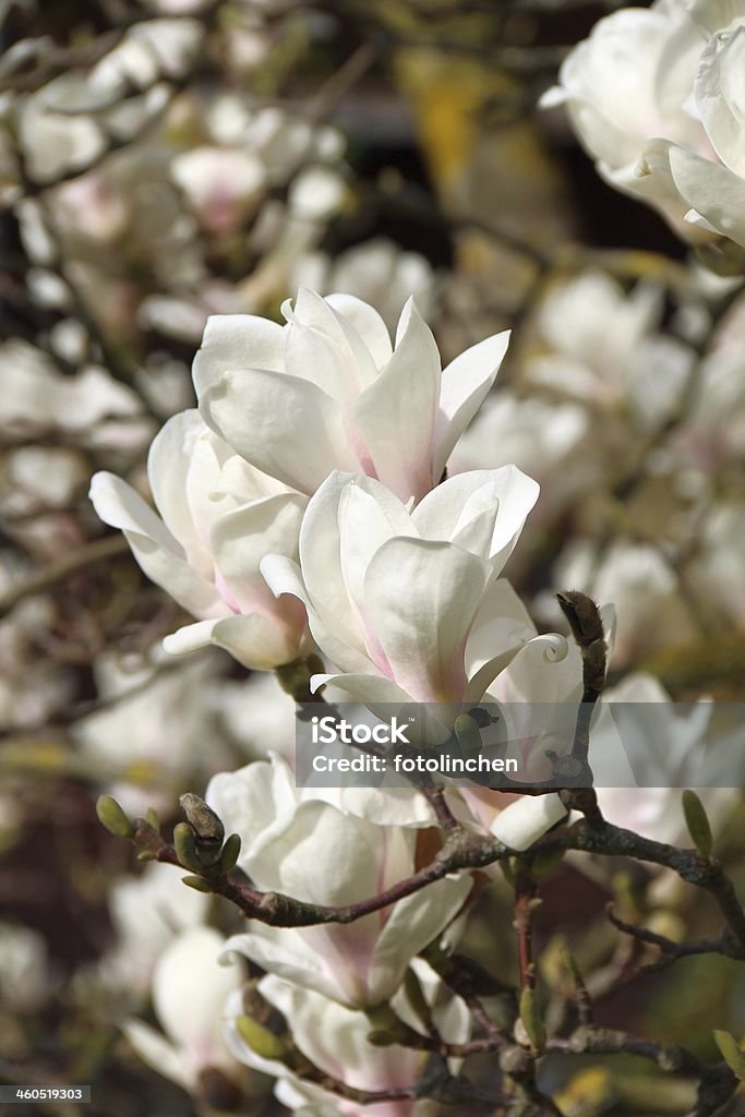 Magnolia Baum - Lizenzfrei Ast - Pflanzenbestandteil Stock-Foto