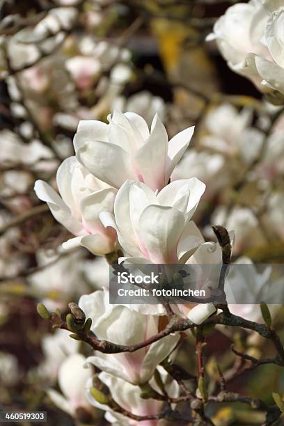 Magnolia Baum Stockfoto und mehr Bilder von Ast - Pflanzenbestandteil - Ast - Pflanzenbestandteil, Baum, Baumblüte