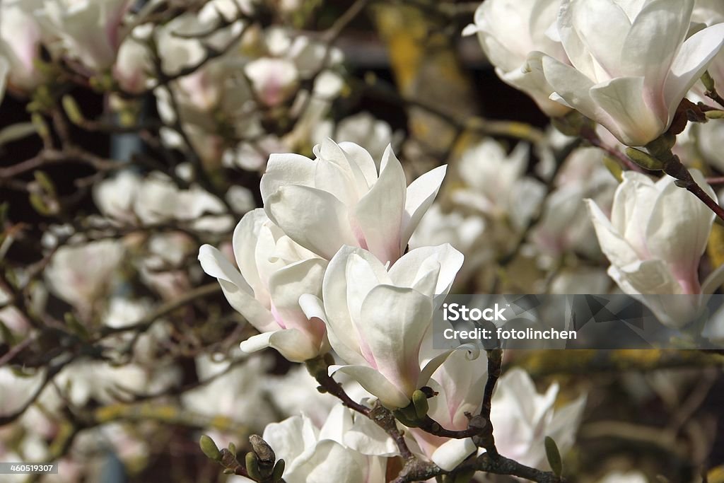 Magnolia-Bäume - Lizenzfrei Ast - Pflanzenbestandteil Stock-Foto