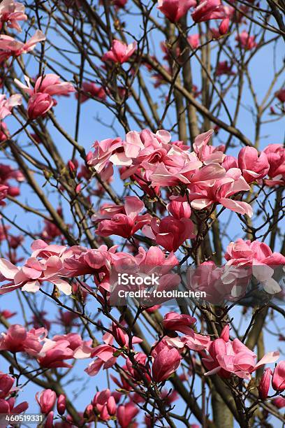 Magnolia Baum Stockfoto und mehr Bilder von Ast - Pflanzenbestandteil - Ast - Pflanzenbestandteil, Baum, Baumblüte