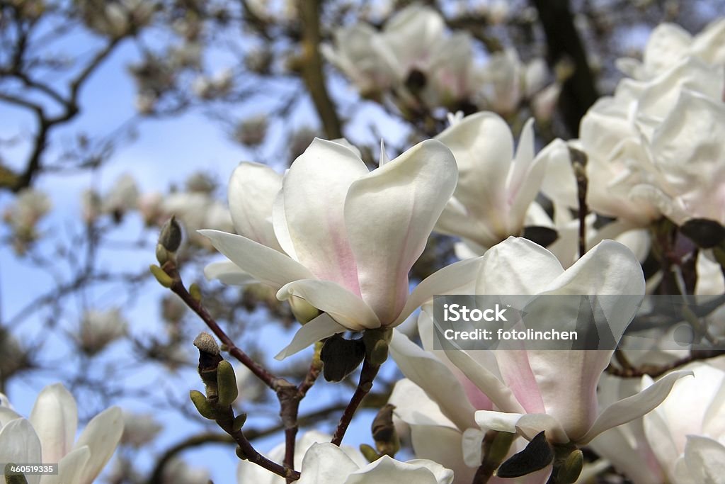 Spring park mit Magnolien - Lizenzfrei Ast - Pflanzenbestandteil Stock-Foto