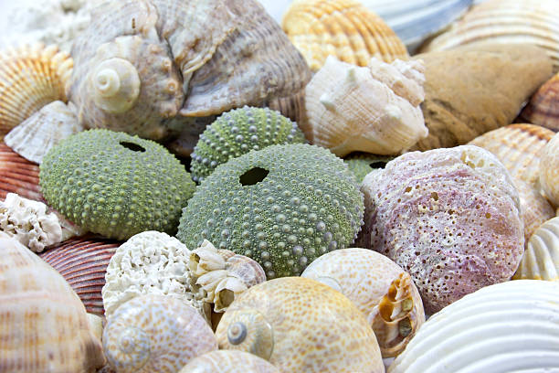 droebachiensis shell - green sea urchin fotos imagens e fotografias de stock