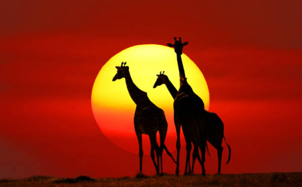 silhouette di tre le giraffe contro il tramonto - masai mara national reserve sunset africa horizon over land foto e immagini stock