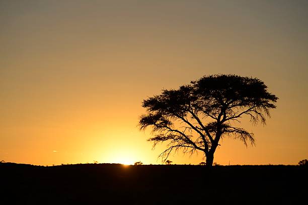 Camelthorn tree at dawn in the Kalahari desert landscape A camel thorn tree at dawn in the Kalahari desert kgalagadi transfrontier park stock pictures, royalty-free photos & images