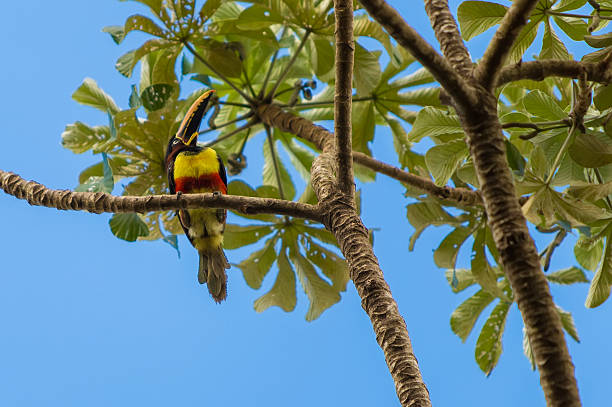 Colorful toucan in Pantanal, Brazil Pantanal is one of the world's largest tropical wetland areas located in Brazil , South America channel billed toucan stock pictures, royalty-free photos & images