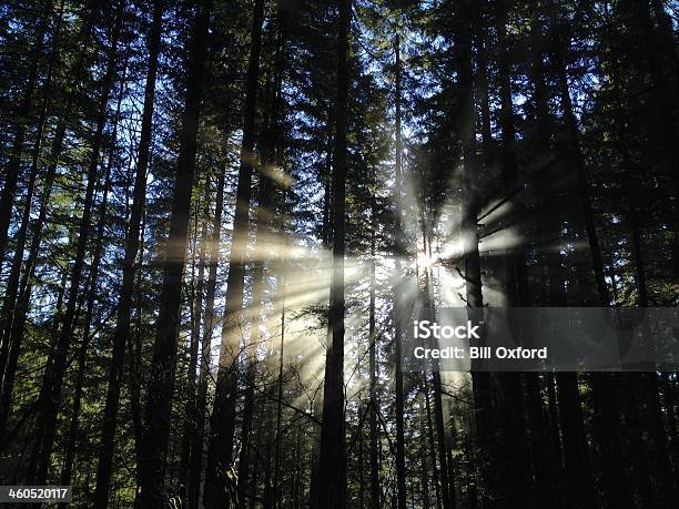 Luz A Través De Los Árboles Foto de stock y más banco de imágenes de Aire libre - Aire libre, Alto - Descripción física, Bosque