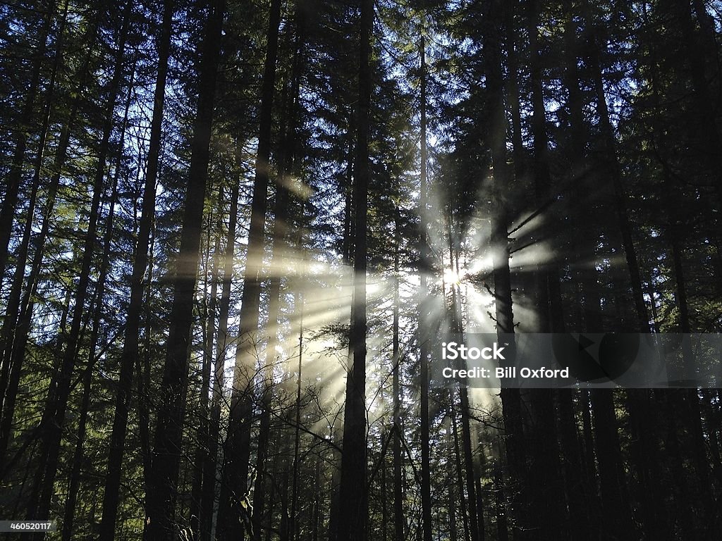 Lumière à travers les arbres - Photo de Arbre libre de droits