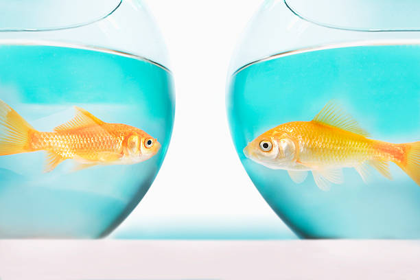 istock Two gold fish in bowls, side view 460520627