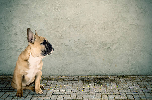 French bulldog sitting on the street stock photo