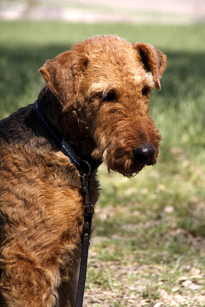 airedale terrier - aredale stock-fotos und bilder