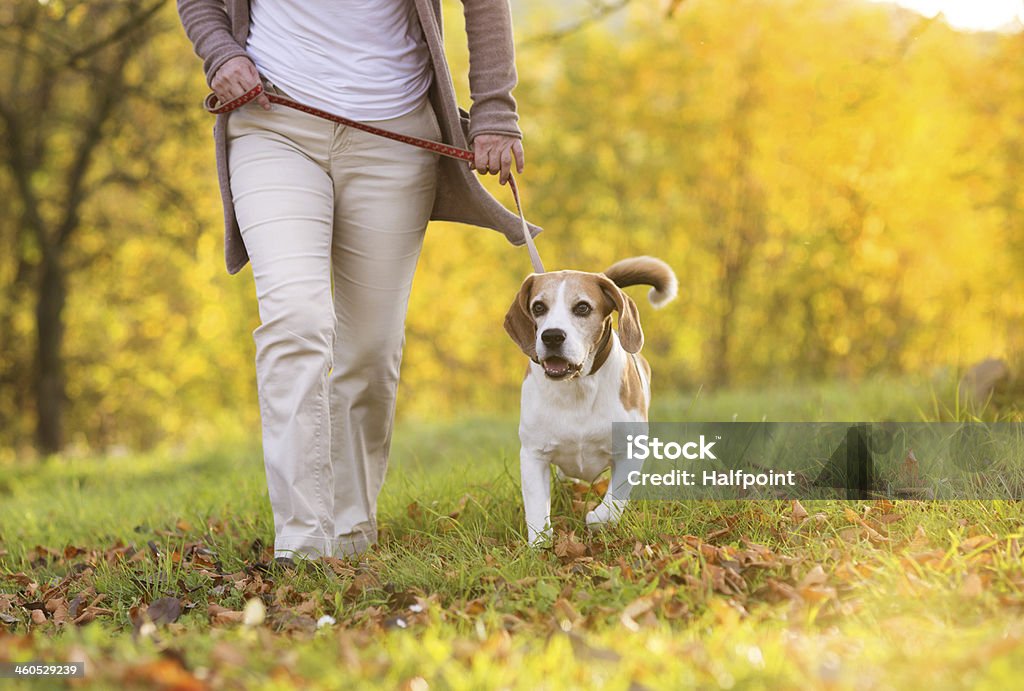 Dog walk Senior woman walking her beagle dog in countryside Dog Walking Stock Photo