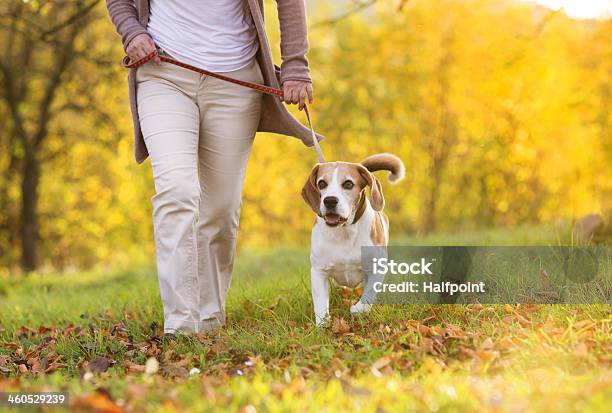 Dog Walk Stock Photo - Download Image Now - Dog Walking, Senior Adult, Public Park