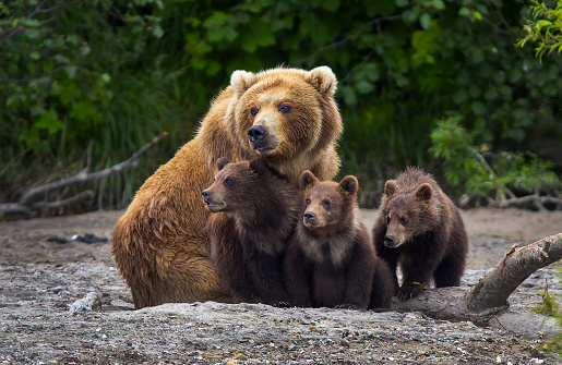 funny and cute brown bear cubs playing next to a tree in the forest looking at camera