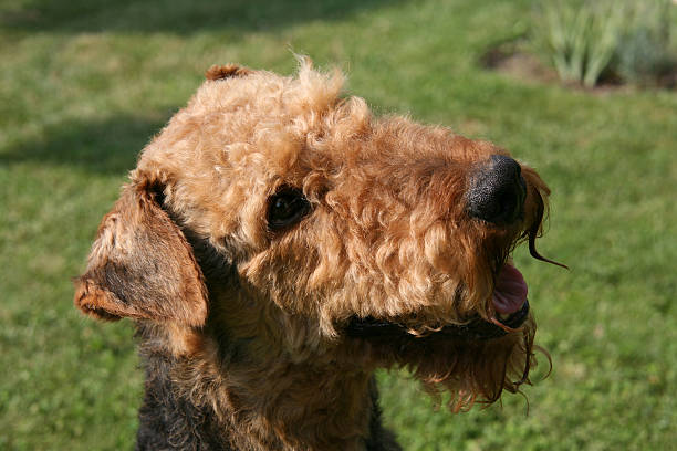 Airedale Terrier stock photo