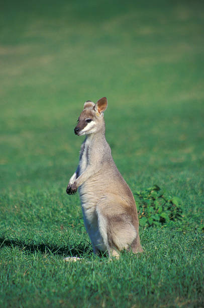 активные валлаби, macropus очки agilis ™ - agile wallaby стоковые фото и изображения