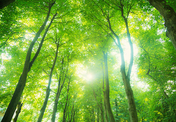Beautiful light in the green forest