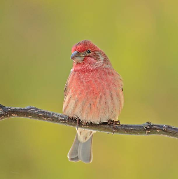 istock House Finch 460548931