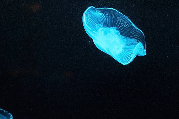 istock Glowing Jellyfish in Aquarium 460549451