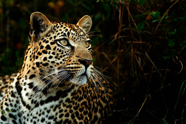 Leopard in the Shadows stock photo