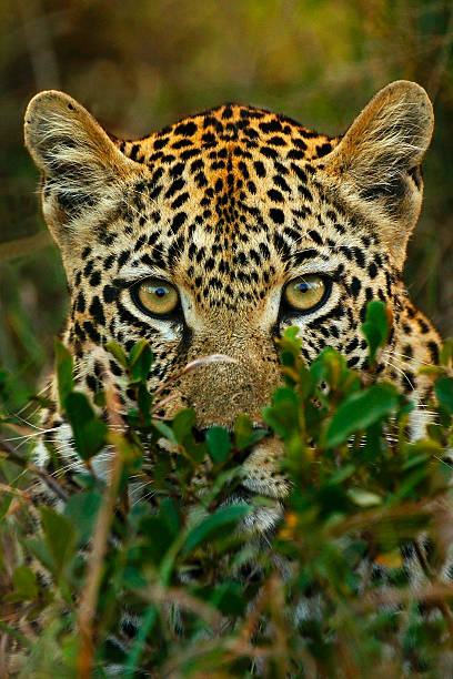 Shy Leopard in Africa stock photo