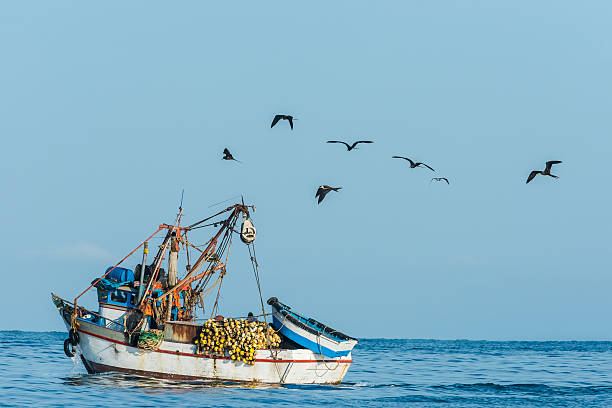 flock of birds and fishing boat peruvian coast Piura Peru flock of birds and fishing boat in the peruvian coast at Piura Peru fregata minor stock pictures, royalty-free photos & images
