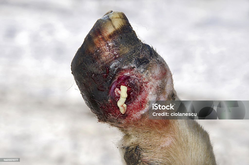 Primer plano de una heridos ovejas pesuño - Foto de stock de Ayuda libre de derechos