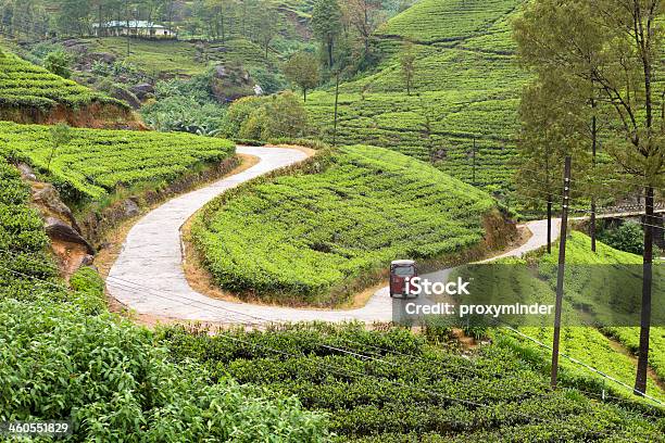 Plantación De Té De Sri Lanka Foto de stock y más banco de imágenes de Sri Lanka - Sri Lanka, Jinrikisha, Motocicleta