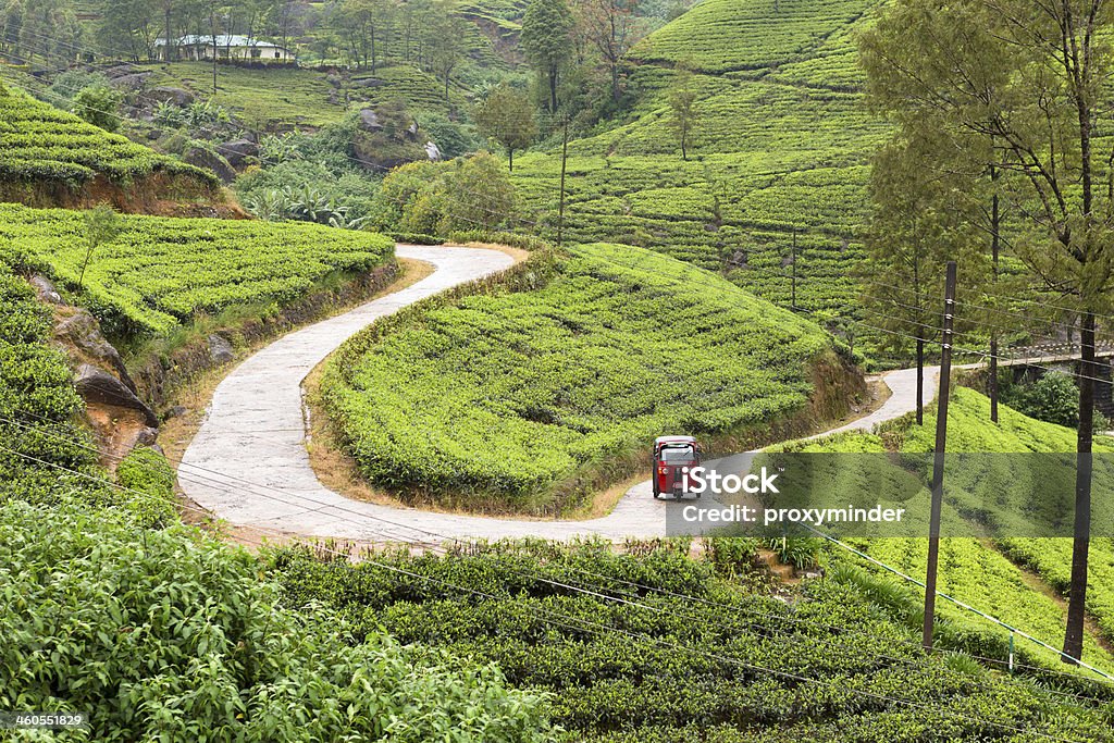 Piantagione di tè dello Sri Lanka - Foto stock royalty-free di Sri Lanka