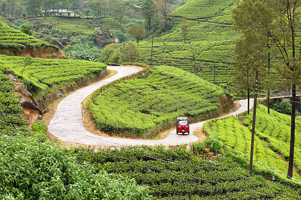 Tea plantation Sri Lanka Ceylon Tea plantation, on serpentine red TukTuk, traditional taxi in Sri Lanka taxi sri lanka stock pictures, royalty-free photos & images