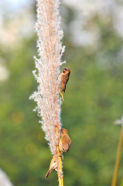 istock Beauty in nature 460552165