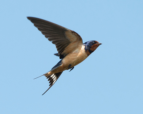 Barn Swallow flying through a clear blue sky.