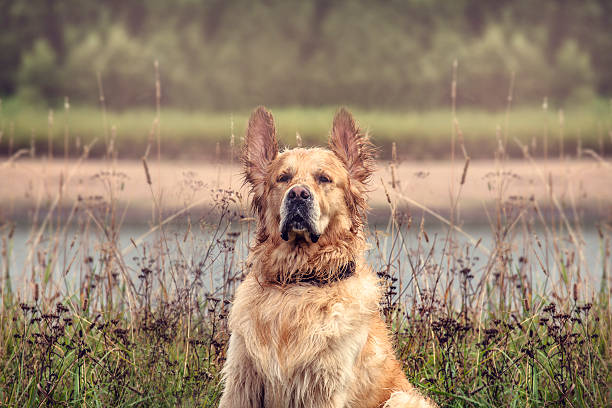 Labrador Outdoors stock photo