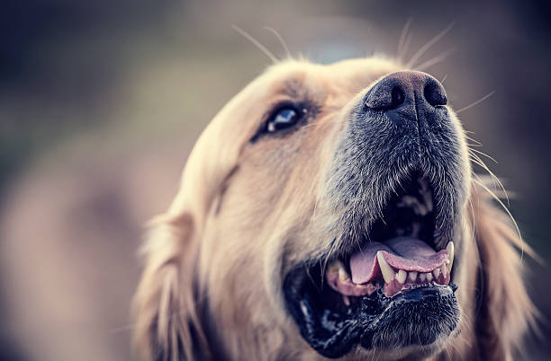 Labrador Outdoors stock photo